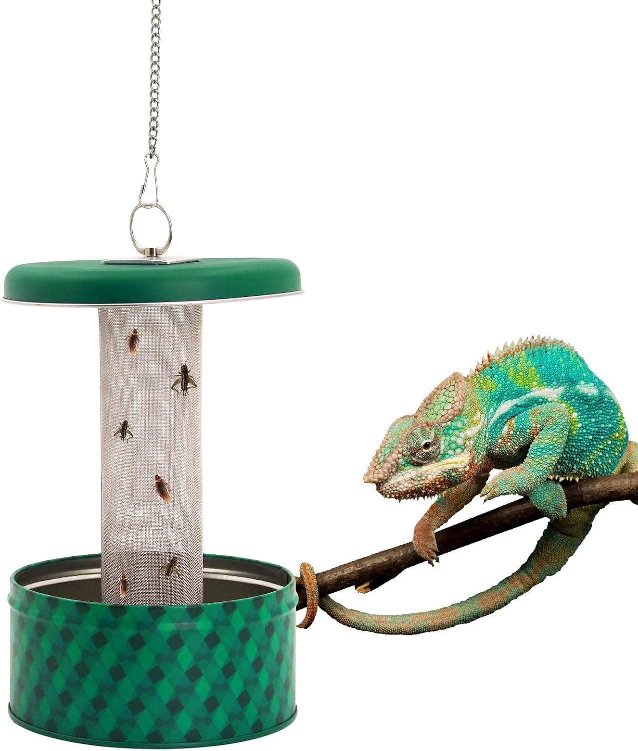 Water Dish Reptile - Tempat Makan Naga Berjenggot, Tempat Makan